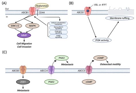 Ijms Free Full Text Pleiotropic Roles Of Abc Transporters In Breast