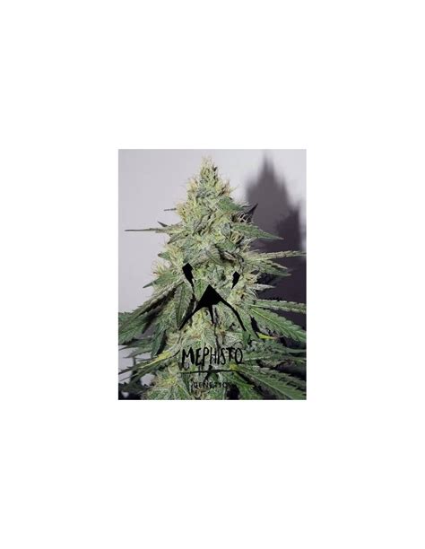 Chemdogging Auto Mephisto Genetics Robuste et Résistant