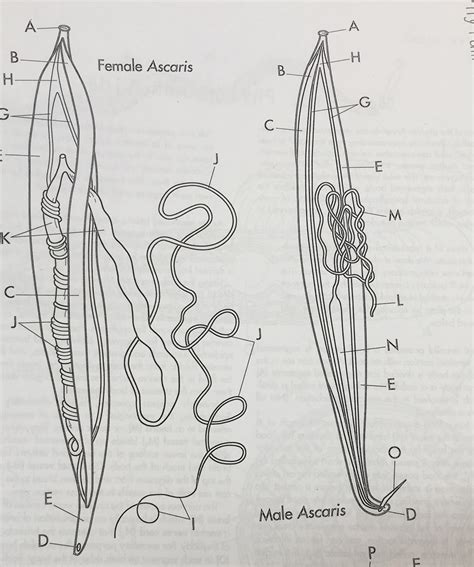 Ascaris Diagram Quizlet