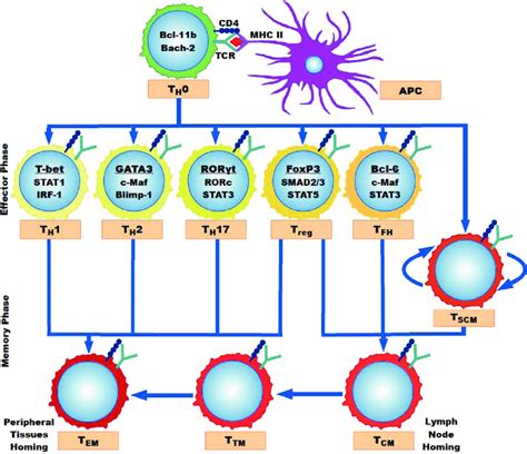 Model Of Sequential Cd4 T Cell Differentiation Upon Activation By