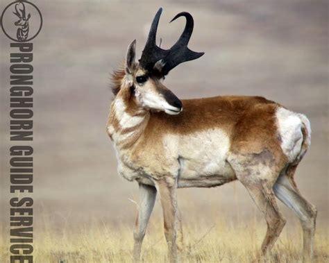 Home - PRONGHORN GUIDE SERVICE