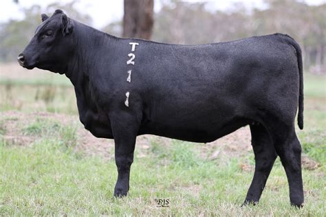 Lot 10 Circle 8 Rosebud T211 Auctionsplus