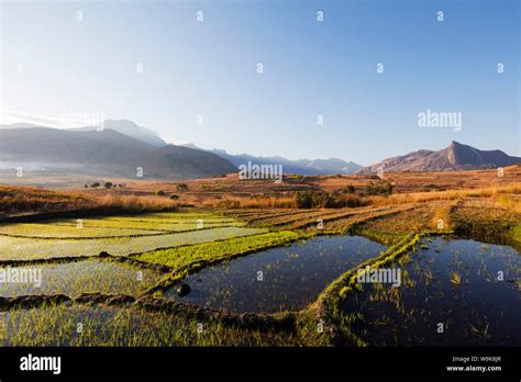 la culture du riz la vallee du tsaranoro ambalavao zone centrale