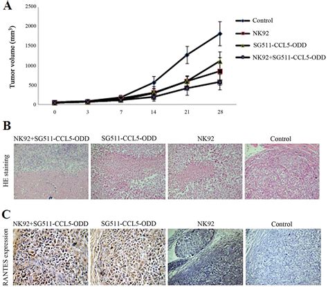 The Combination Of An Oxygen Dependent Degradation Domain Regulated