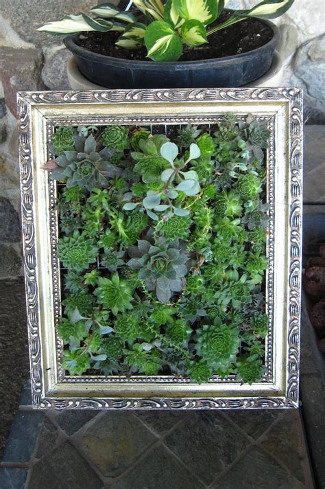 Vertical Garden In A Gold Frame Freshly Planted Vertical Garden Gold