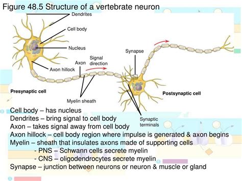 Ppt Chapter 48 Nervous Systems Powerpoint Presentation Free