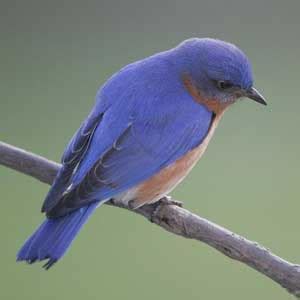 Why Are Bluebirds Blue Sialis Org Info On Bluebirds Other Small