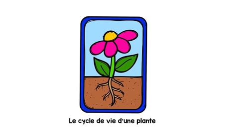 Le Cycle De Vie D’une Plante Youtube