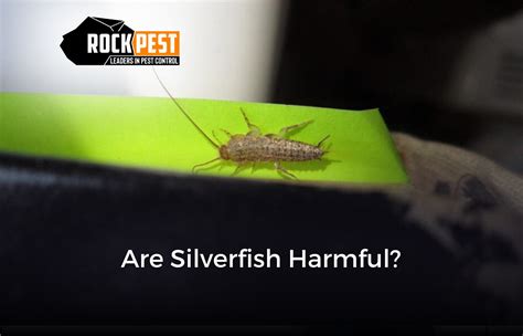 Are Silverfish Harmful Rock Pest Control