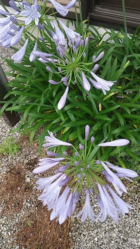 今日は曇りと晴れ？早朝20℃、日中は32℃！蒸します。でも風があって、部屋にいてもそれなりに涼しかった？ Gallerysdiaryのブログ