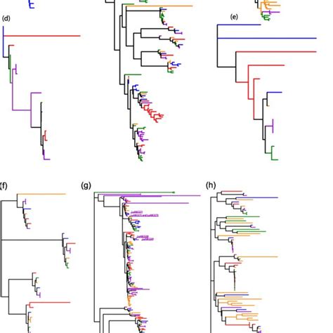 Phylogenetic Relationships Of Eight Subfamilies Of The Abc Transporter