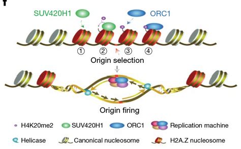 Scientists Reveal Function Of Histone Variant H A Z In Dna Replication