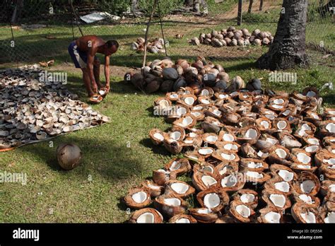 Men Processing Coconut Teluk Melano Sarawak Borneo Stock Photo Alamy