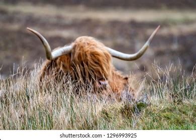 Hairy Scottish Highlander Highland Cattle Next Stock Photo 1296993925