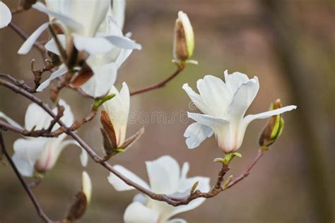 White magnolia flower stock photo. Image of morning - 106448534