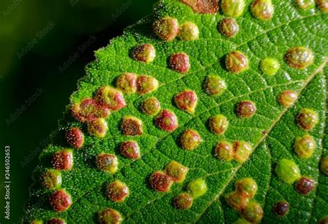 Gall Or Gall Bladder Of The Gall Mite Phytoptus Laevis On Leaf Of Viburnum Lantana Viburnum