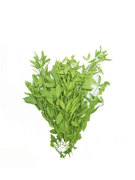 Bilva Leaves (Vilva/Bel leaves) - The Best Place to Buy Online