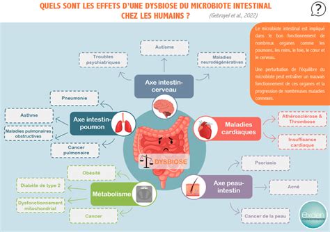 Infographie Cons Quences D Une Dysbiose Du Microbiote Sur La Sant