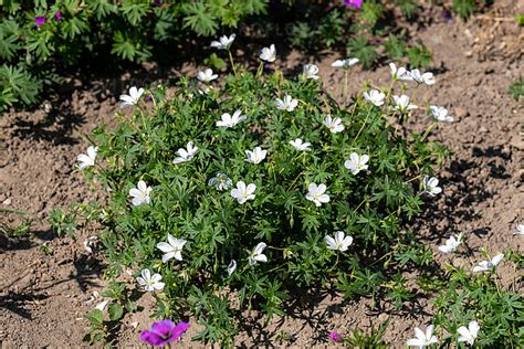 Album- Vitroflora
