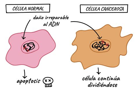 Que Pasa Con Las Celulas En El Cancer Compartir Celular