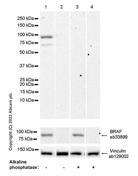 Braf Epr Braf Ab Abcam