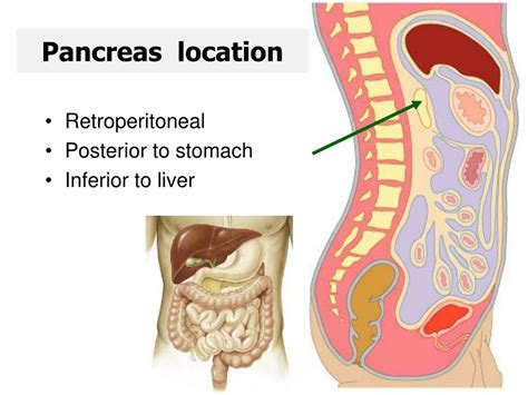 Ppt The Pancreas Powerpoint Presentation Free Download Id8674539