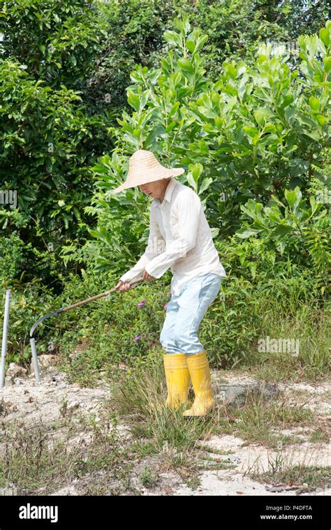 Clearing land for farming hi-res stock photography and images - Alamy