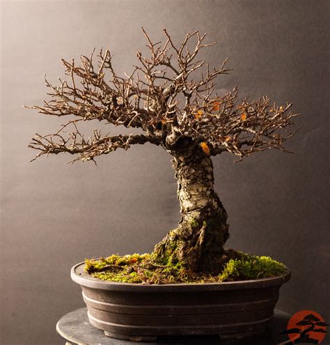 Species Focus: Chinese Elm > Bonsai West