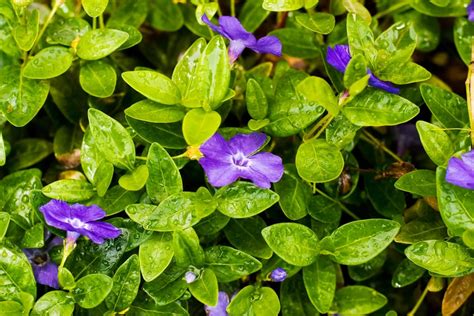 Creeping Myrtle Plant Carelceillem