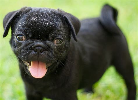 baby black pug