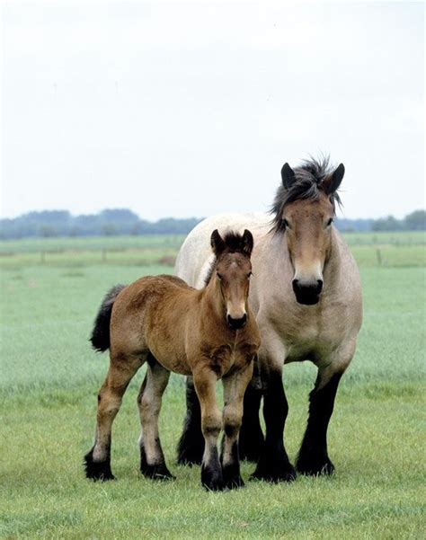 76 best images about HORSE MOM & BABY on Pinterest | Mothers, Gypsy horse and Ponies