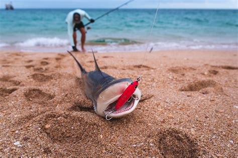 WA shark "bite-off" survey - Fishing World Australia