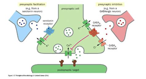 Solved Presynaptic Facilitation E G From A Serotonin