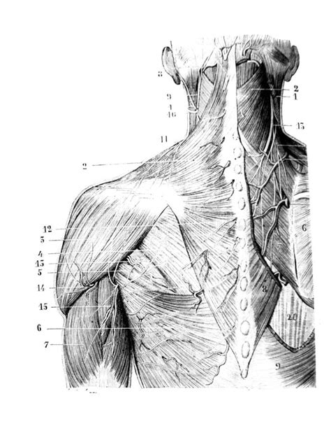 First Layer Of The Muscles Of The Posterior Vertebral Region In The Old