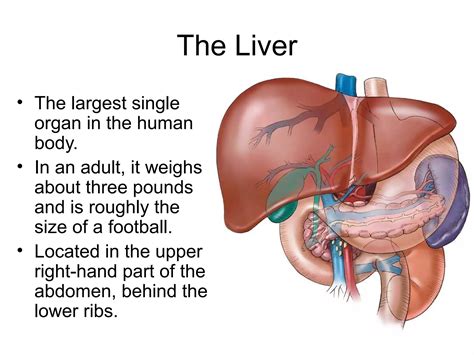 Your liver | PPT