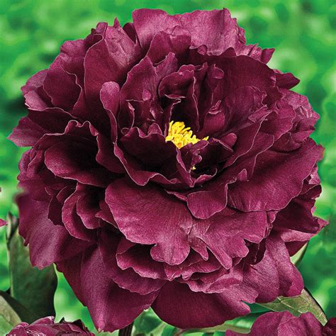 10 Seeds Black Beauty Peony Flower Seeds For Planting In The Etsy