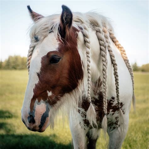 Gypsy Cobs History Spirit Farm Gypsy Cobs