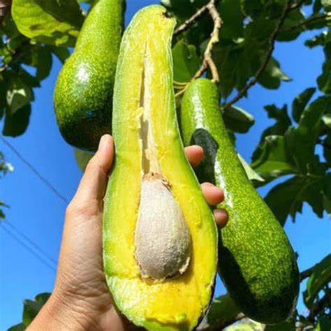 Long Neck Avocado Grafted Tree Etsy Uk