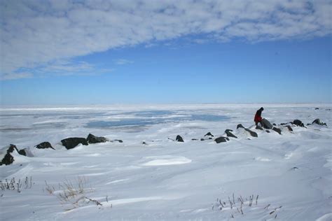 Filearctic Ocean Looking North From Tuktoyaktuk Northwest