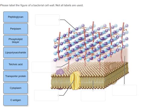 Solved Please Label The Figure Of A Bacterial Cell Wall Not Chegg