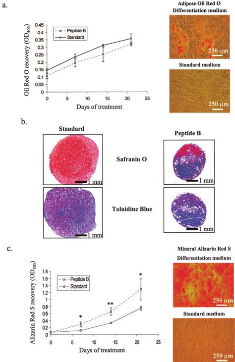 Differentiation Of Peptide B Recovered Hmscs Into Osteoblasts And