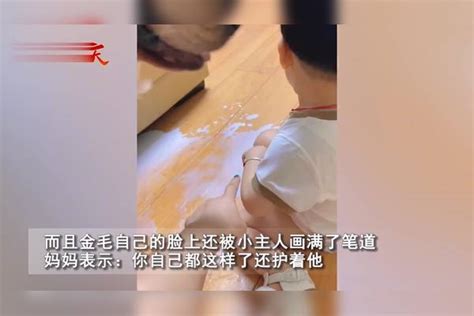 宝宝犯错被妈妈教训，害怕被骂的金毛勇敢护主，一个举动看哭网友 金毛 教训 犯错