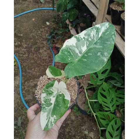 Jual Tanaman Alocasia Macrorrhiza Variegata Sente Variegata Shopee