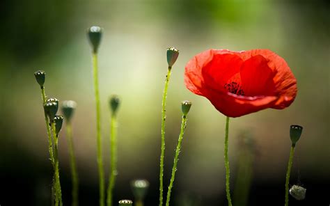 Poppy Flower Wallpaper (63+ images)