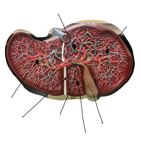 liver Diagram | Quizlet