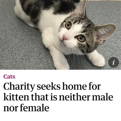 Intersex Cats Rising💅🏻 Rtrans