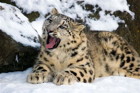 Why Are Snow Leopards Endangered Cry Of The Himalayas