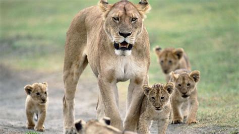 Download Baby Lions With Mother Lioness Wallpaper