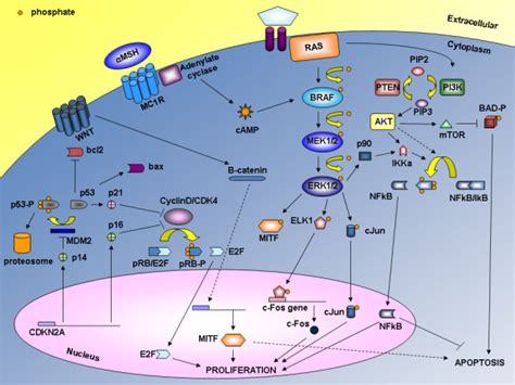 Mapk Pathway Melanoma