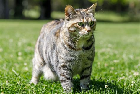 17 Gray and White Cat Breeds: Which One Is Your Perfect Companion?